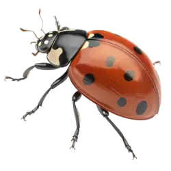 Imagen PNG para descargar